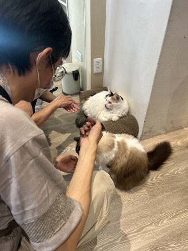 角落有貓×心理復健協會 首推寵物美容課程拿證照 讓療癒與技能同在