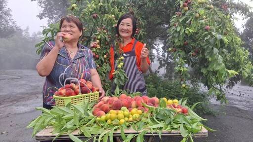 茶農多元農業走出山林 栽種桃李果樹結合露營和飯店行銷