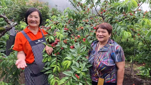 茶農多元農業走出山林 栽種桃李果樹結合露營和飯店行銷