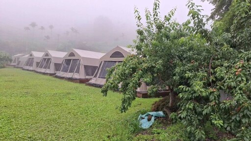 茶農多元農業走出山林 栽種桃李果樹結合露營和飯店行銷