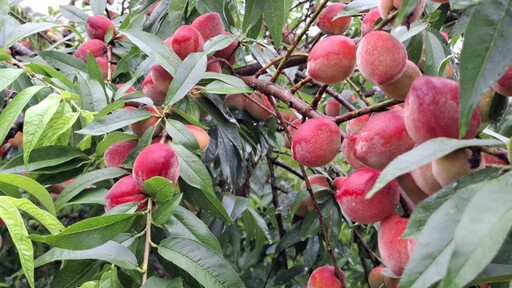 茶農多元農業走出山林 栽種桃李果樹結合露營和飯店行銷