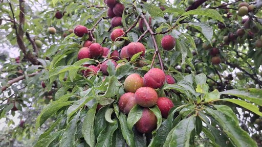 茶農多元農業走出山林 栽種桃李果樹結合露營和飯店行銷