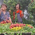 茶農多元農業走出山林 栽種桃李果樹結合露營和飯店行銷