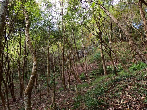 森林加層次生物多更多!新竹分署優化三義造林地 營造動物友善環境多樣棲息空間
