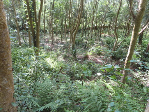 森林加層次生物多更多！新竹分署優化三義造林地 營造動物友善環境多樣棲息空間