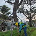 守護輕軌綠廊與市民安全 輕軌沿線樹木完成颱風季加固作業 並進行汛期防災演練