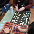 永續消費 花蛤建議大於拾元硬幣再挖取及購買