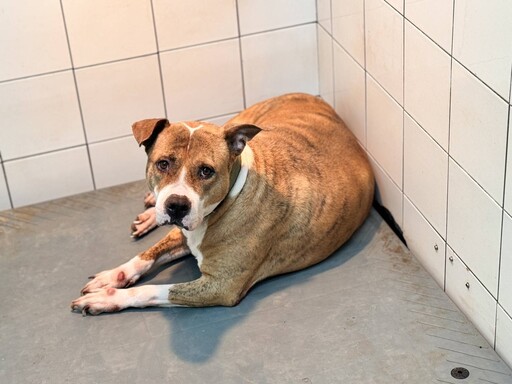 驚!這些狗比比特犬更危險?農業部列6大攻擊型犬種 出門沒防護最高罰15萬
