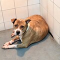 驚！這些狗比比特犬更危險？農業部列6大攻擊型犬種 出門沒防護最高罰15萬