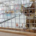 高雄動保處首推感溫晶片貓咪認養 免疫＋智慧防護一次到位 限量100組貓奴快搶