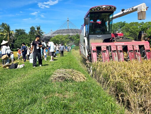 六堆客庄割禾趣 糯米飄香百人彎腰迎豐收