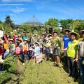 六堆客庄割禾趣 糯米飄香百人彎腰迎豐收