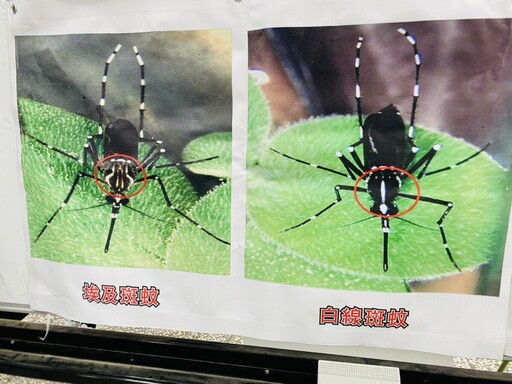 登革熱進入流行期 雲林防疫總動員