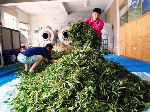 茶香青春再出擊嘉義青農手作製茶競賽 隙頂茶區成夢想舞台