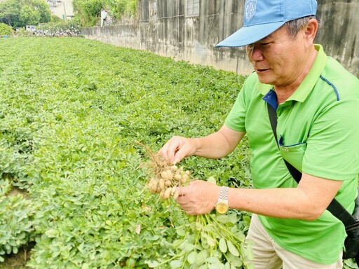 雲林觀摩會吸引百位農友 探討花生健康新技術