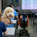 「甜蜜危機」找上毛孩 高市推寵物血糖計畫 飼主快學會耳採血自測