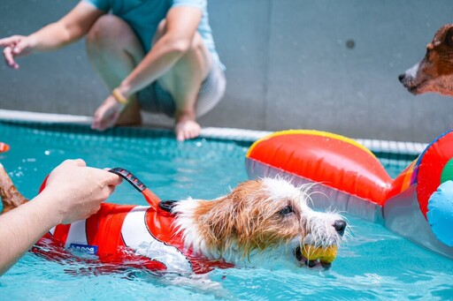 毛孩也有防災課 高雄「OutDog GoGo」狗狗戶外技能認證開跑
