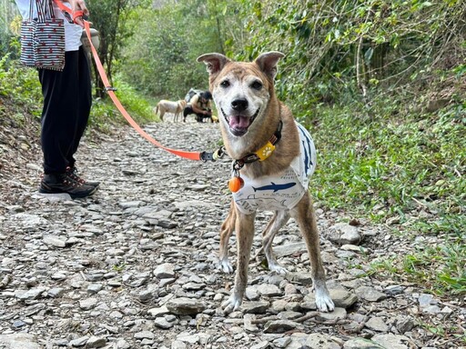 毛孩也有防災課 高雄「OutDog GoGo」狗狗戶外技能認證開跑