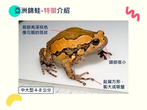亞洲錦蛙入侵南投 縣府結合社區展開「除蛙行動」