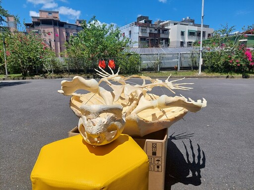 從消逝到重生!神秘巨獸「革龜」標本海科館正式亮相
