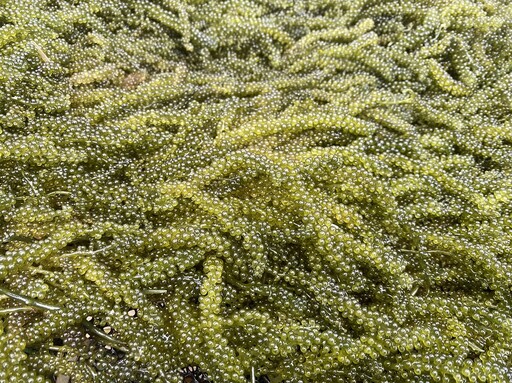 金門水試所養殖「海葡萄」收成囉！開始登記販售