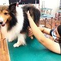 注意！犬貓美容新制上路 高雄市動保處10月宣導登場