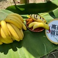 高雄香蕉價格回穩 高市農業局籲民眾多吃在地好蕉挺農友
