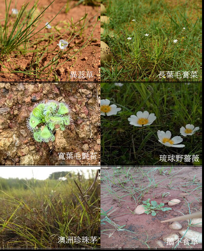 桃園市政府與農業部林業試驗所珍稀植物復育合作備忘錄簽署儀式