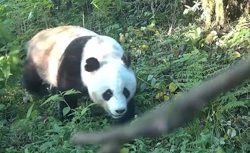 大陸再增添一處大熊貓保護研究中心 四川綿陽大熊貓保護基地投入試運行