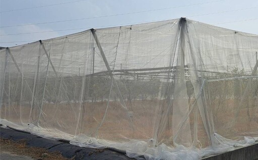 鳳凰颱風將襲高雄!農民務必搶收X防風X防積水一次做足