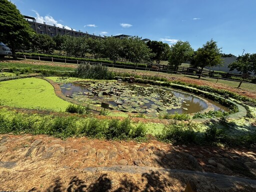 在地守護受威脅水生植物生機 桃園埤塘書寫動人自然解方故事