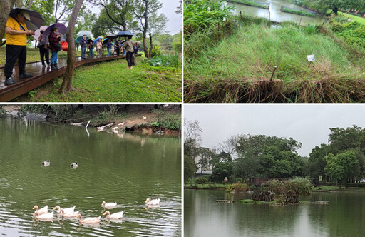 八德埤塘探索珍貴濕地生態寶庫 與候鳥大白鷺近距離相遇