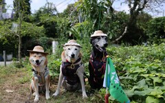 15隻毛孩當「小農夫」！戴草帽下田挖地瓜 高雄最萌農田大集結