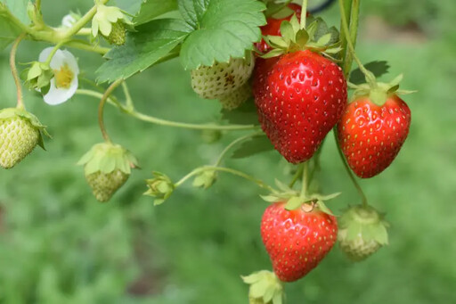 「大湖草莓」傳病害！農業部多方會勘投藥