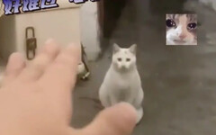 女子返家驚見陌生白貓！揮手求離開牠超傻眼
