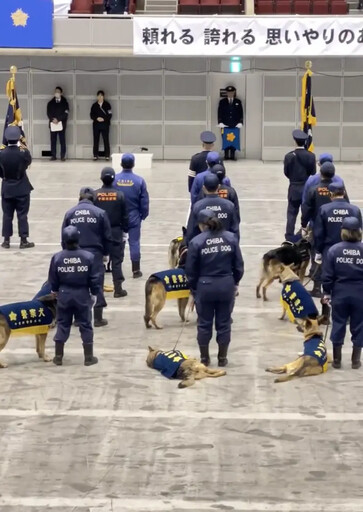 長官威嚴盡失！警犬聽致詞睡到翻肚