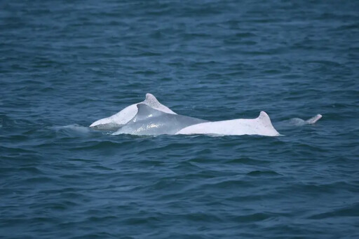 有片／白海豚現身台中港 海保署連三年目擊