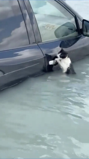 杜拜暴雨釀洪水！賓士貓緊抓車門無助求救