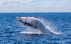 模里西斯明令禁止與鯨魚共游 外交部示警