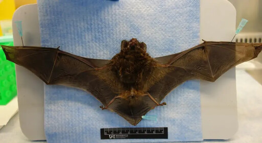 中和蝙蝠檢出麗沙病毒 台灣迄今第6例