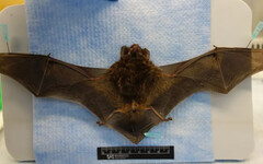 新北蝙蝠檢出「人畜共通病毒」 和這病同屬