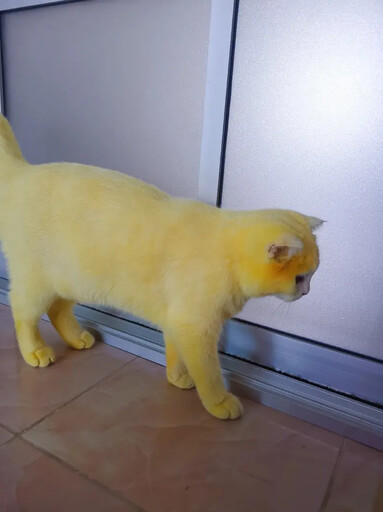 「皮卡丘貓」全身螢光黃！飼主慘遭罵卻逆轉