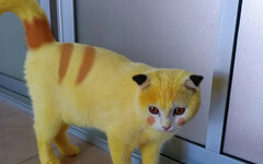 「皮卡丘貓」全身螢光黃！飼主慘遭罵卻逆轉