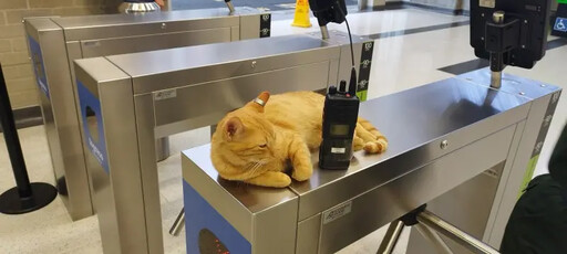 橘貓每天地鐵站報到！秒變吉祥物