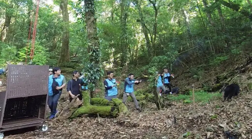 受困台灣黑熊養傷半年胖又壯 重返泰雅山林