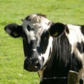 美國乳牛染禽流感 疾管署籲不喝未殺菌生乳