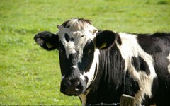 美國乳牛染禽流感 疾管署籲不喝未殺菌生乳