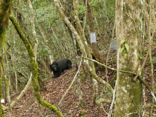 台灣黑熊「刀疤斯」中彈亡！疑遭夜間獵殺