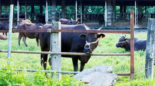 農業部核准源興牛新種登記 肉牛市場新選擇