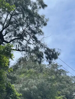 新竹市強風釀3920戶停電！樹木碰觸配電線路